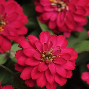 Outsidepride Zinnia Elegans Dahlia Cherry Heat & Drought Tolerant Garden Cut Flowers - 1000 Seeds