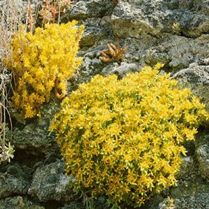 Outsidepride Perennial Sedum Acre Heat & Drought Tolerant, Succulent, Stonecrop Ground Cover Plants - 5000 Seeds