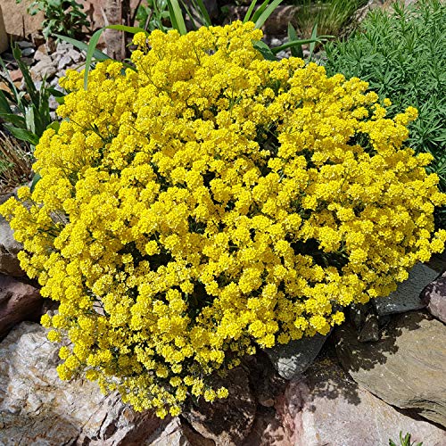 Outsidepride Perennial Sedum Acre Heat & Drought Tolerant, Succulent, Stonecrop Ground Cover Plants - 5000 Seeds