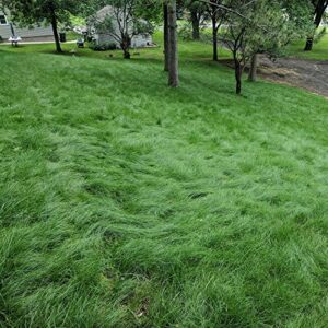 outsidepride legacy fine fescue shade tolerant, soft, turf, lawn grass seed blend - 5 lbs