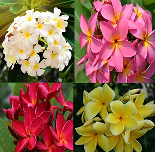 Set of 4 100% Hawaiian Plumeria (Frangipani) Plant Cuttings....From a PEST-FREE certified Hawaiian nursery with the proper U.S. Department of Agriculture stamp.