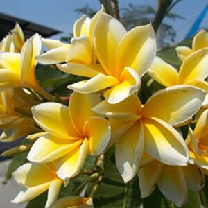 Set of 4 100% Hawaiian Plumeria (Frangipani) Plant Cuttings....From a PEST-FREE certified Hawaiian nursery with the proper U.S. Department of Agriculture stamp.