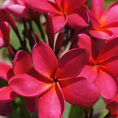 Set of 4 100% Hawaiian Plumeria (Frangipani) Plant Cuttings....From a PEST-FREE certified Hawaiian nursery with the proper U.S. Department of Agriculture stamp.