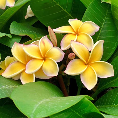 Set of 4 100% Hawaiian Plumeria (Frangipani) Plant Cuttings....From a PEST-FREE certified Hawaiian nursery with the proper U.S. Department of Agriculture stamp.