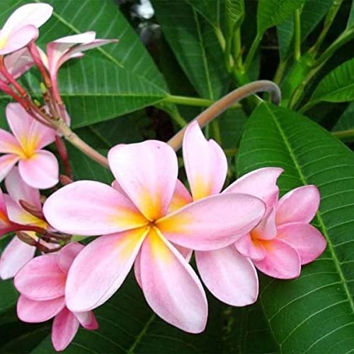 Set of 4 100% Hawaiian Plumeria (Frangipani) Plant Cuttings....From a PEST-FREE certified Hawaiian nursery with the proper U.S. Department of Agriculture stamp.