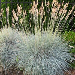 outsidepride perennial, low growing, drought tolerant, blue fescue ornamental grass - 5000 seeds