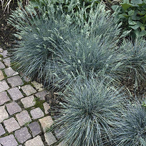 Outsidepride Perennial, Low Growing, Drought Tolerant, Blue Fescue Ornamental Grass - 5000 Seeds