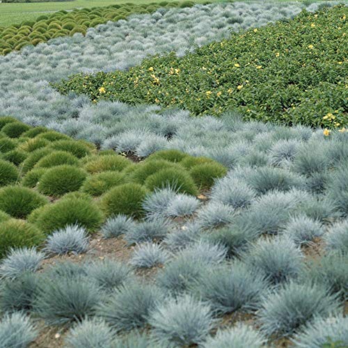 Outsidepride Perennial, Low Growing, Drought Tolerant, Blue Fescue Ornamental Grass - 5000 Seeds