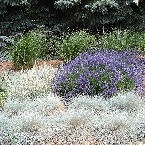 Outsidepride Perennial, Low Growing, Drought Tolerant, Blue Fescue Ornamental Grass - 5000 Seeds