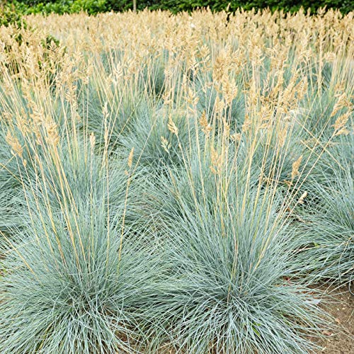 Outsidepride Perennial, Low Growing, Drought Tolerant, Blue Fescue Ornamental Grass - 5000 Seeds
