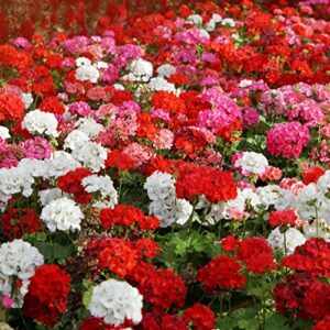 outsidepride geranium garden flower seed plant mix for containers, baskets, beds, & window boxes - 100 seeds