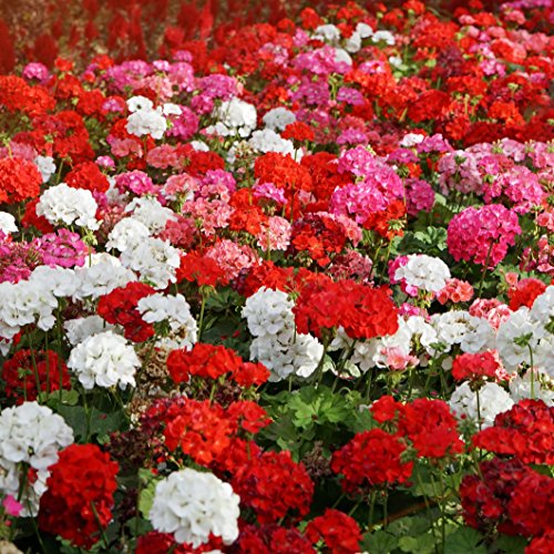 Outsidepride Geranium Garden Flower Seed Plant Mix for Containers, Baskets, Beds, & Window Boxes - 100 Seeds