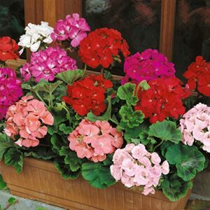 Outsidepride Geranium Garden Flower Seed Plant Mix for Containers, Baskets, Beds, & Window Boxes - 100 Seeds