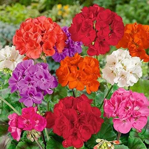 Outsidepride Geranium Garden Flower Seed Plant Mix for Containers, Baskets, Beds, & Window Boxes - 100 Seeds