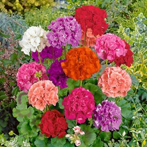 Outsidepride Geranium Garden Flower Seed Plant Mix for Containers, Baskets, Beds, & Window Boxes - 100 Seeds