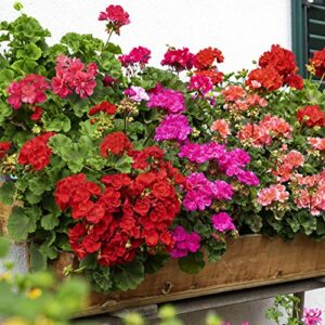 Outsidepride Geranium Garden Flower Seed Plant Mix for Containers, Baskets, Beds, & Window Boxes - 100 Seeds