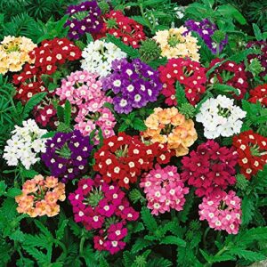 outsidepride verbena flower & ground cover plant seed mix - 1000 seeds
