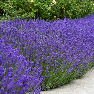 outsidepride lavandula angustifolia true lavender english herb garden plant seed - 5000 seeds