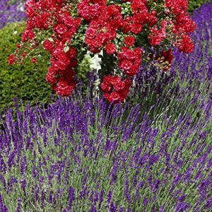Outsidepride Lavandula Angustifolia True Lavender English Herb Garden Plant Seed - 5000 Seeds