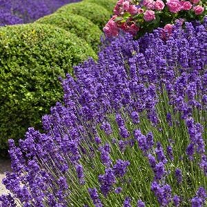 Outsidepride Lavandula Angustifolia True Lavender English Herb Garden Plant Seed - 5000 Seeds