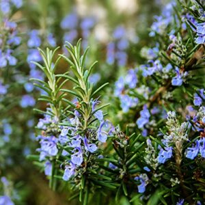 outsidepride perennial rosemary ground cover & herb garden plant for hot, dry conditions - 1000 seeds