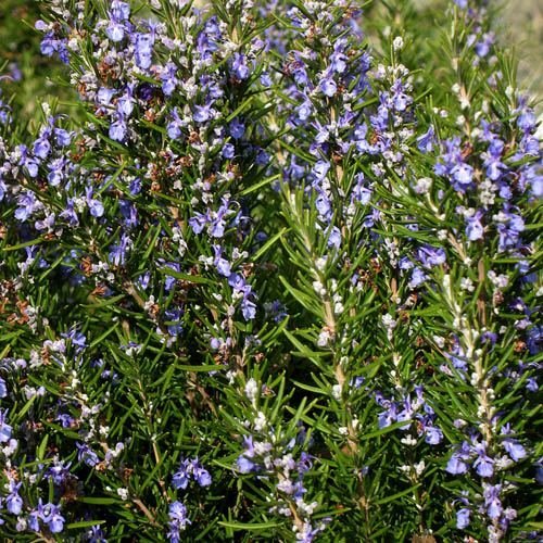 Outsidepride Perennial Rosemary Ground Cover & Herb Garden Plant for Hot, Dry Conditions - 1000 Seeds