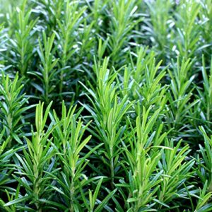 Outsidepride Perennial Rosemary Ground Cover & Herb Garden Plant for Hot, Dry Conditions - 1000 Seeds