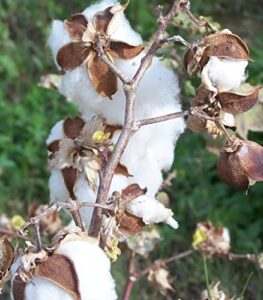 25 white cotton gossypium seeds