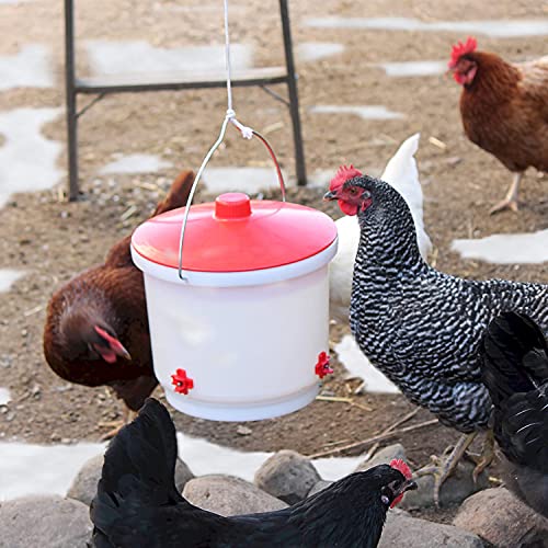 Farm Innovators HB-60P Heated 2 Gallon Poultry Drinker