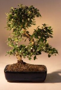 bonsai boy's fukien tea flowering bonsai tree curved trunk - large ehretia microphylla