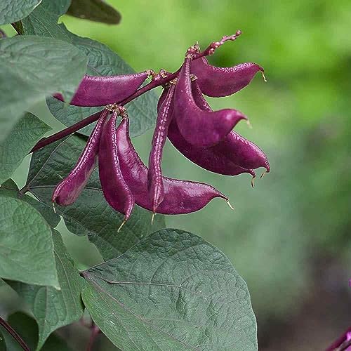 Outsidepride Dolichos Lablab Hyacinth Bean Climbing, Flowering, Vine Plant Seeds - 100 Seeds