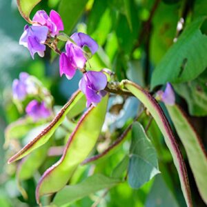 Outsidepride Dolichos Lablab Hyacinth Bean Climbing, Flowering, Vine Plant Seeds - 100 Seeds