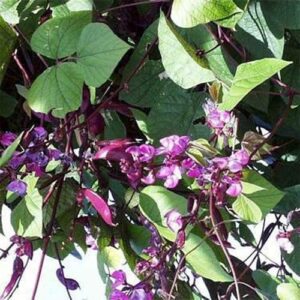 Outsidepride Dolichos Lablab Hyacinth Bean Climbing, Flowering, Vine Plant Seeds - 100 Seeds