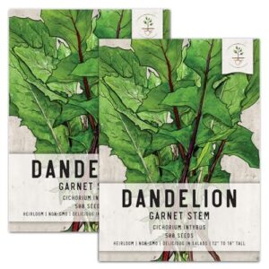 seed needs, garnet stem dandelion seeds - 500 heirloom seeds for planting cichorium intybus - non-gmo & untreated (2 packs)