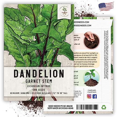 Seed Needs, Garnet Stem Dandelion Seeds - 500 Heirloom Seeds for Planting Cichorium intybus - Non-GMO & Untreated (2 Packs)