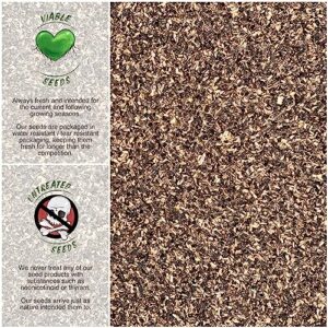Seed Needs, Garnet Stem Dandelion Seeds - 500 Heirloom Seeds for Planting Cichorium intybus - Non-GMO & Untreated (2 Packs)
