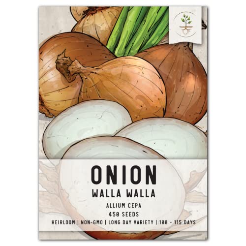 Seed Needs, Walla Walla Onion Seeds - 450 Heirloom Seeds for Planting Allium cepa - Long Day, Non-GMO & Untreated (1 Pack)