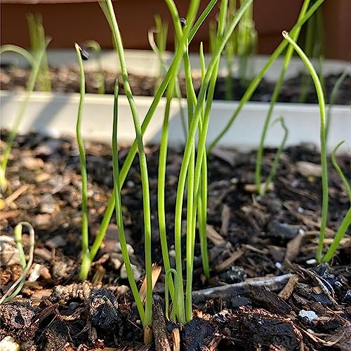 Seed Needs, Walla Walla Onion Seeds - 450 Heirloom Seeds for Planting Allium cepa - Long Day, Non-GMO & Untreated (1 Pack)