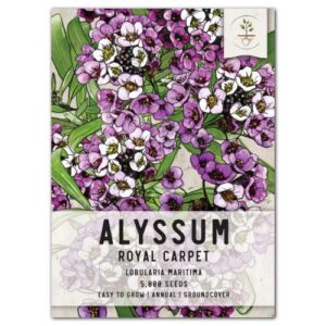 seed needs, royal carpet alyssum seeds for planting (lobularia maritima) heirloom & open pollinated, great in rock gardens, pots & containers, attracts pollinators