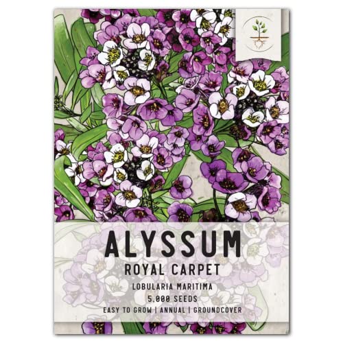 Seed Needs, Royal Carpet Alyssum Seeds for Planting (Lobularia maritima) Heirloom & Open Pollinated, Great in Rock Gardens, Pots & Containers, Attracts Pollinators