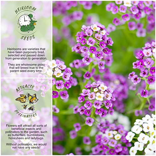 Seed Needs, Royal Carpet Alyssum Seeds for Planting (Lobularia maritima) Heirloom & Open Pollinated, Great in Rock Gardens, Pots & Containers, Attracts Pollinators