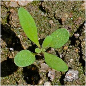 Seed Needs, Royal Carpet Alyssum Seeds for Planting (Lobularia maritima) Heirloom & Open Pollinated, Great in Rock Gardens, Pots & Containers, Attracts Pollinators