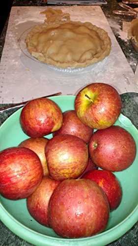 Disposable Apple Maggot Trap Kit 25 Apples, 25 Wire Holders, Two cans of Adhesive.