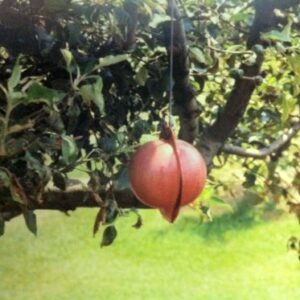 Disposable Apple Maggot Trap Kit 25 Apples, 25 Wire Holders, Two cans of Adhesive.