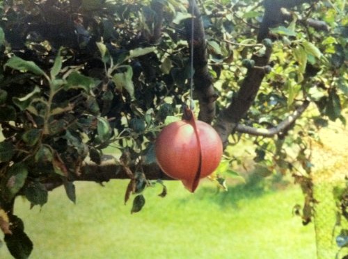 Disposable Apple Maggot Trap Kit 25 Apples, 25 Wire Holders, Two cans of Adhesive.