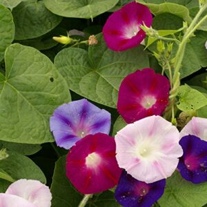 Outsidepride Ipomoea Purpurea Morning Glory Fieldgrown Climbing, Vining, Trailing Plants for Arbors, Trellises - 250 Seeds