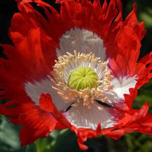 outsidepride papaver somniferum poppy danish flag garden flowers - 5000 seeds
