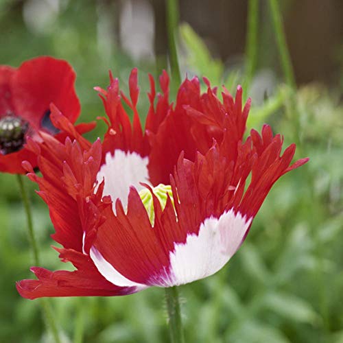 Outsidepride Papaver Somniferum Poppy Danish Flag Garden Flowers - 5000 Seeds