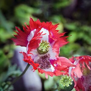 Outsidepride Papaver Somniferum Poppy Danish Flag Garden Flowers - 5000 Seeds