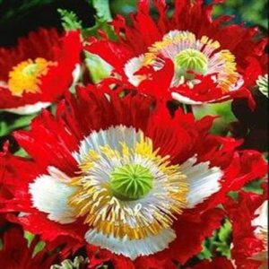 Outsidepride Papaver Somniferum Poppy Danish Flag Garden Flowers - 5000 Seeds